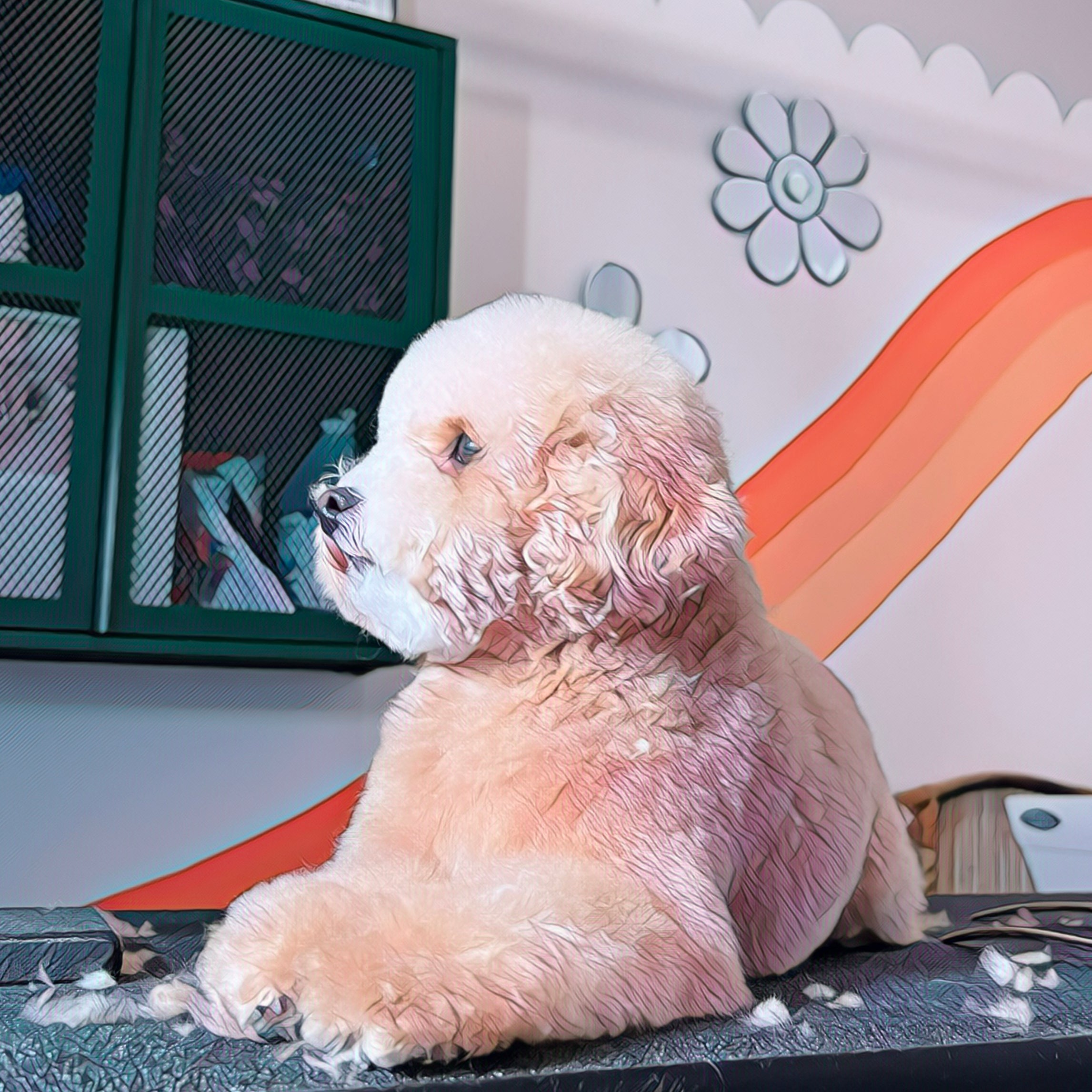 Home sweet outlet home dog grooming