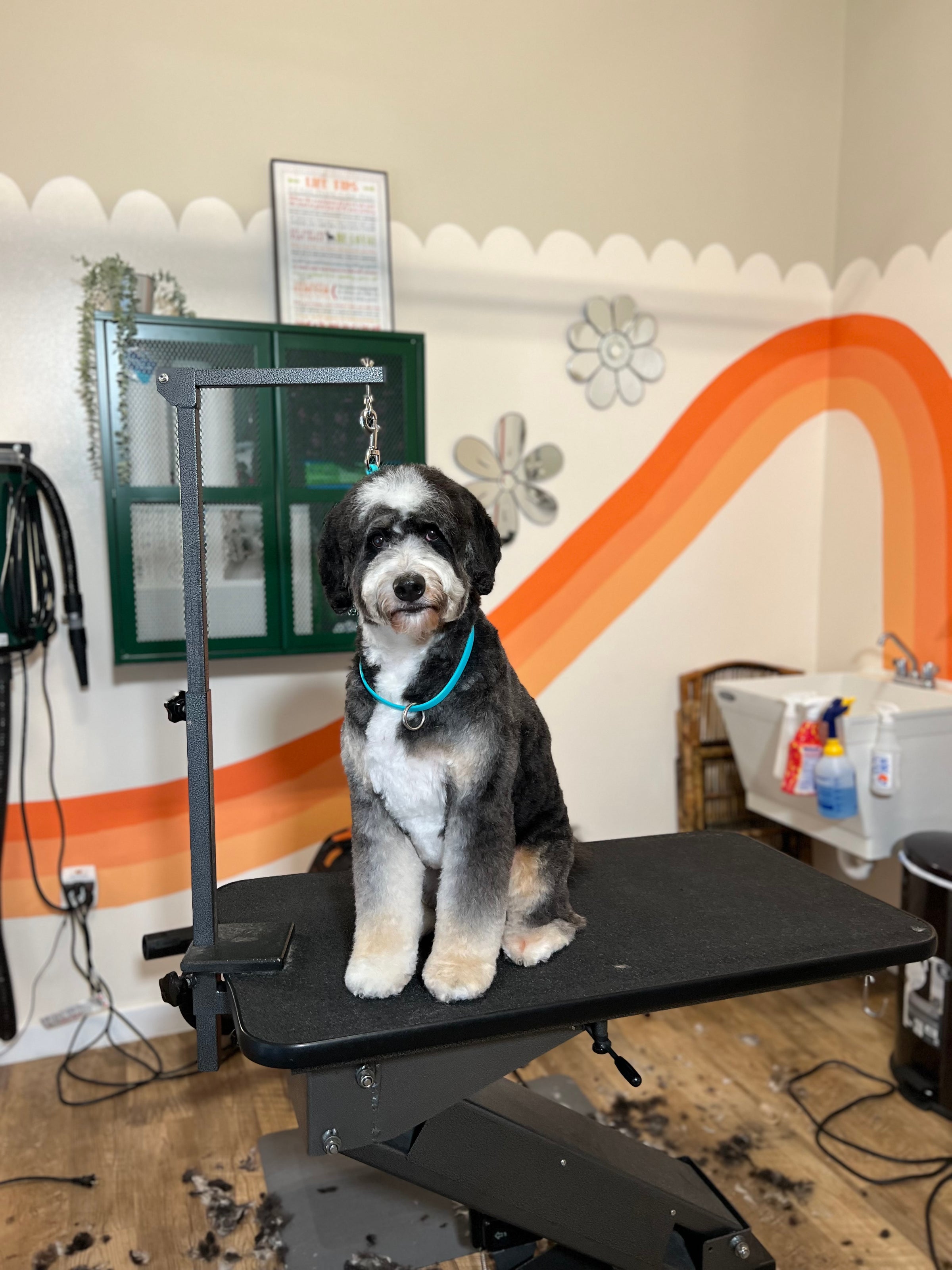 Home sweet clearance home dog grooming